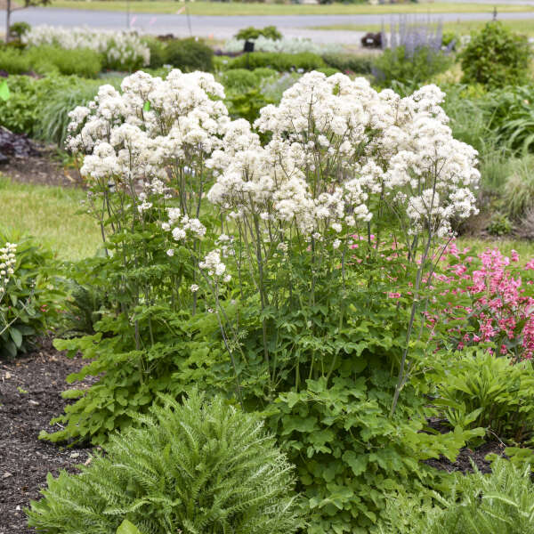 'Cotton Ball' <em>Thalictrum</em>