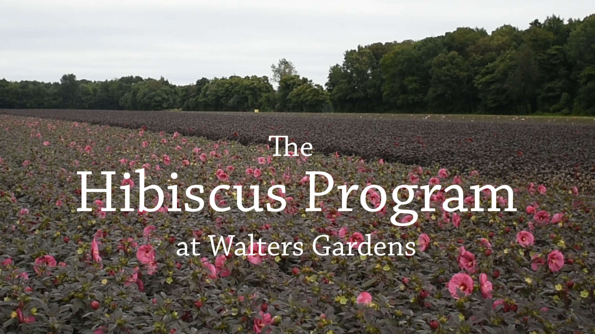 Our Hibiscus Program