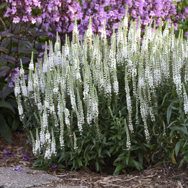 15 White Perennials Walters Gardens Inc
