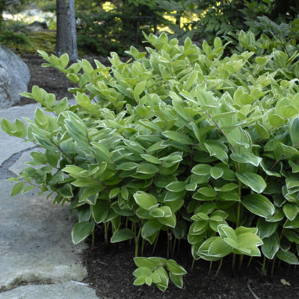 Photo Essay Shade Perennials That Aren T Hostas Heucheras Or Ferns Perennial Resource