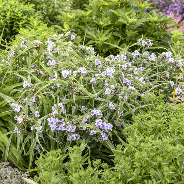 'Webmaster' <em>Tradescantia</em>