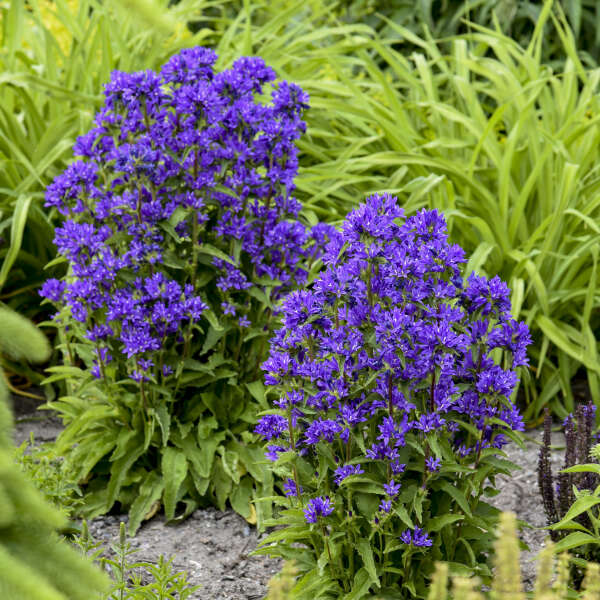 'Bells and Whistles' <em>Campanula glomerata</em>