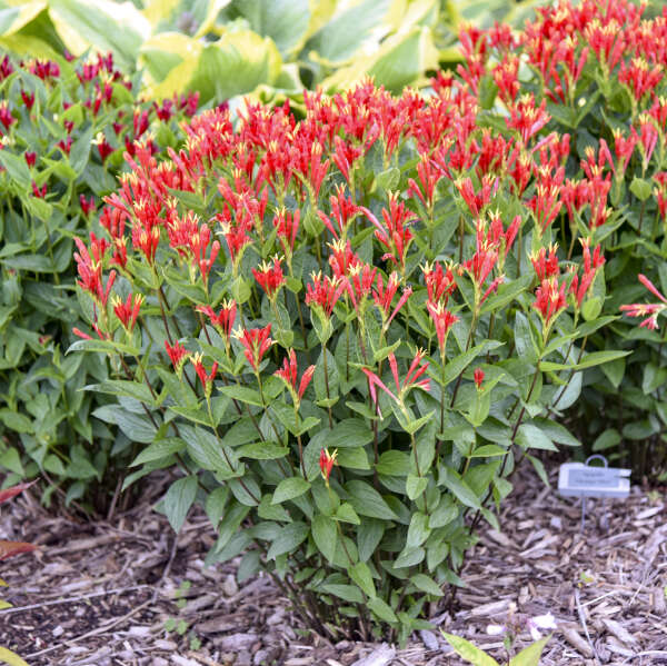 'Orange Slices' <em>Spigelia marilandica</em>