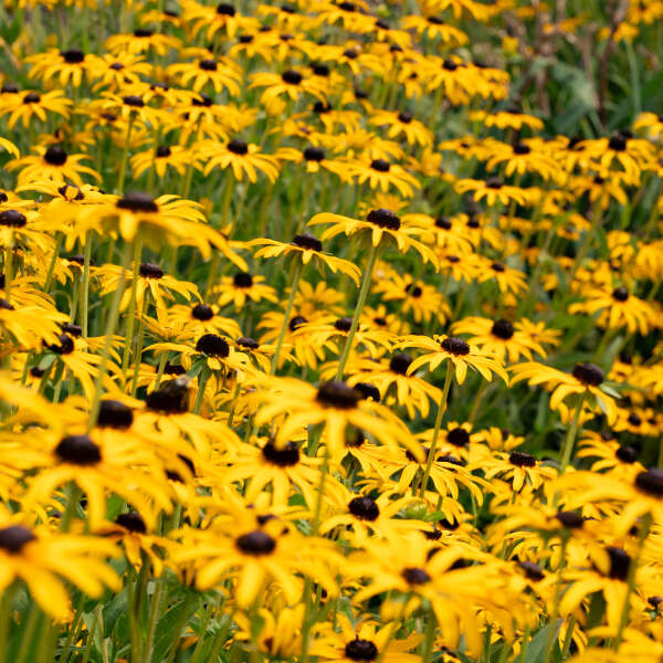 What does it mean to say a Perennial has Native Roots?