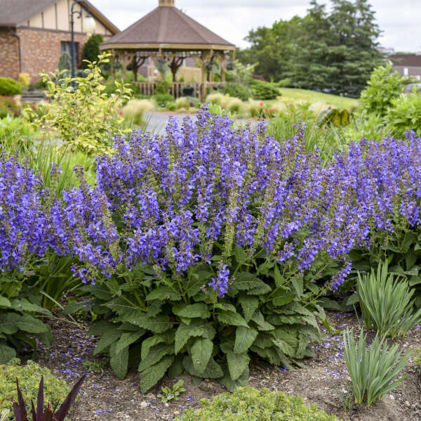 LIVING LARGE™ 'Big Sky' <em>Salvia</em>