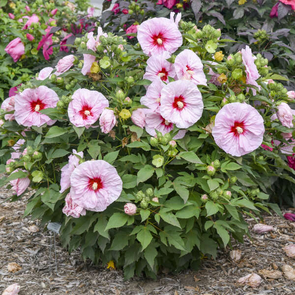 Upcoming Proven Winners® Perennials for 2023-2024