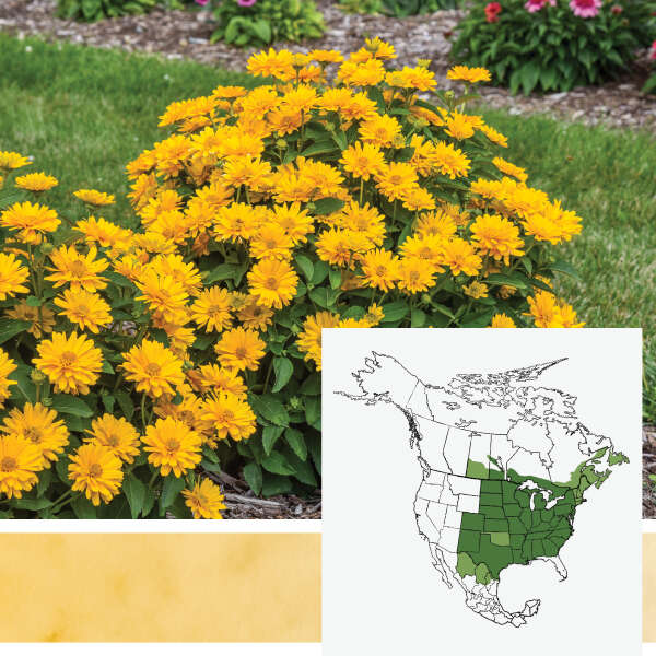 Athena Gold&trade; <em>Heliopsis helianthoides</em>