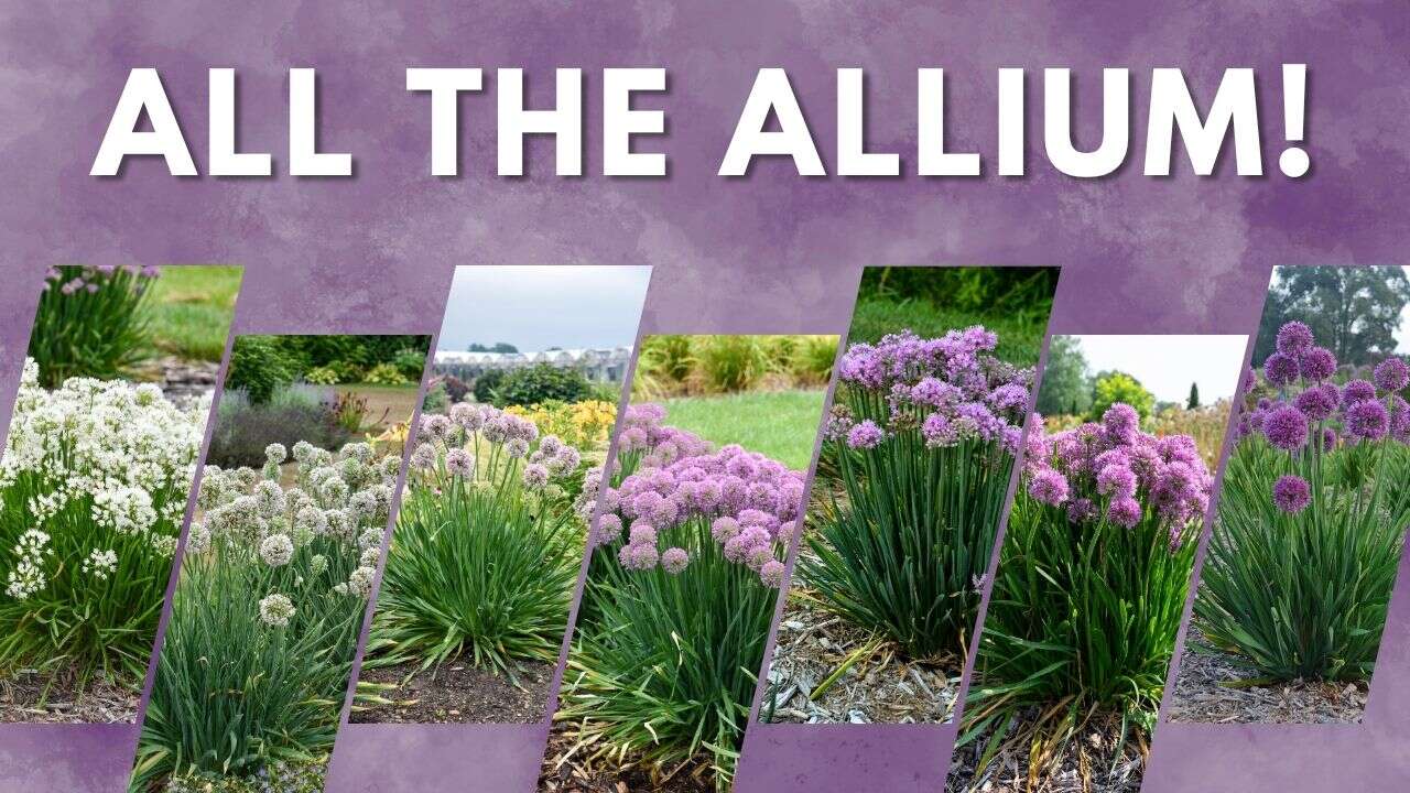 We Grew 9 Alliums Side by Side — The Differences Might Surprise You | Walters 