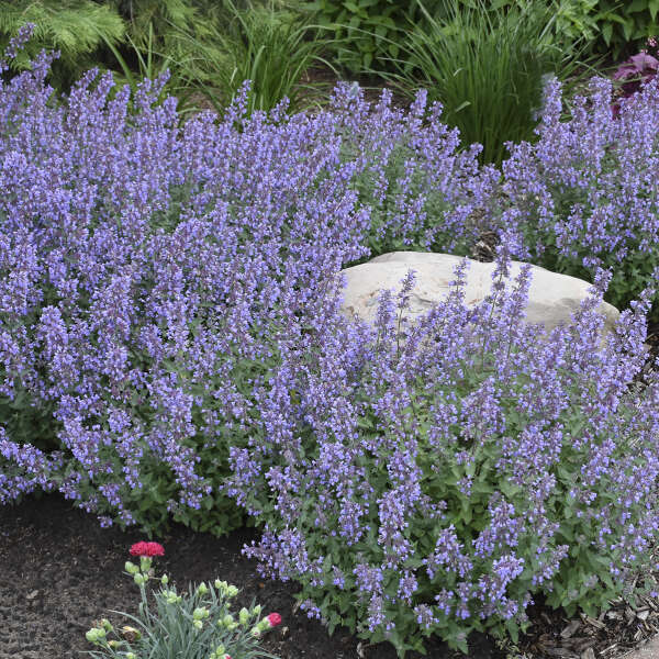 National Plant of the Year® Program