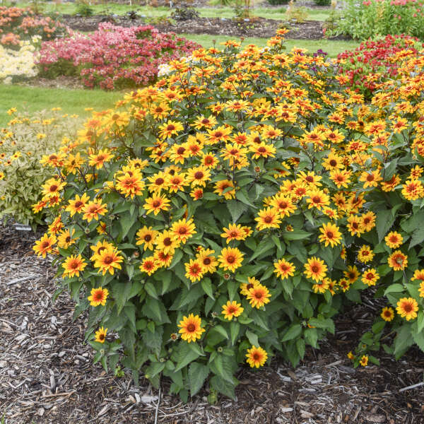 'Sundial' <em>Heliopsis helianthoides</em>