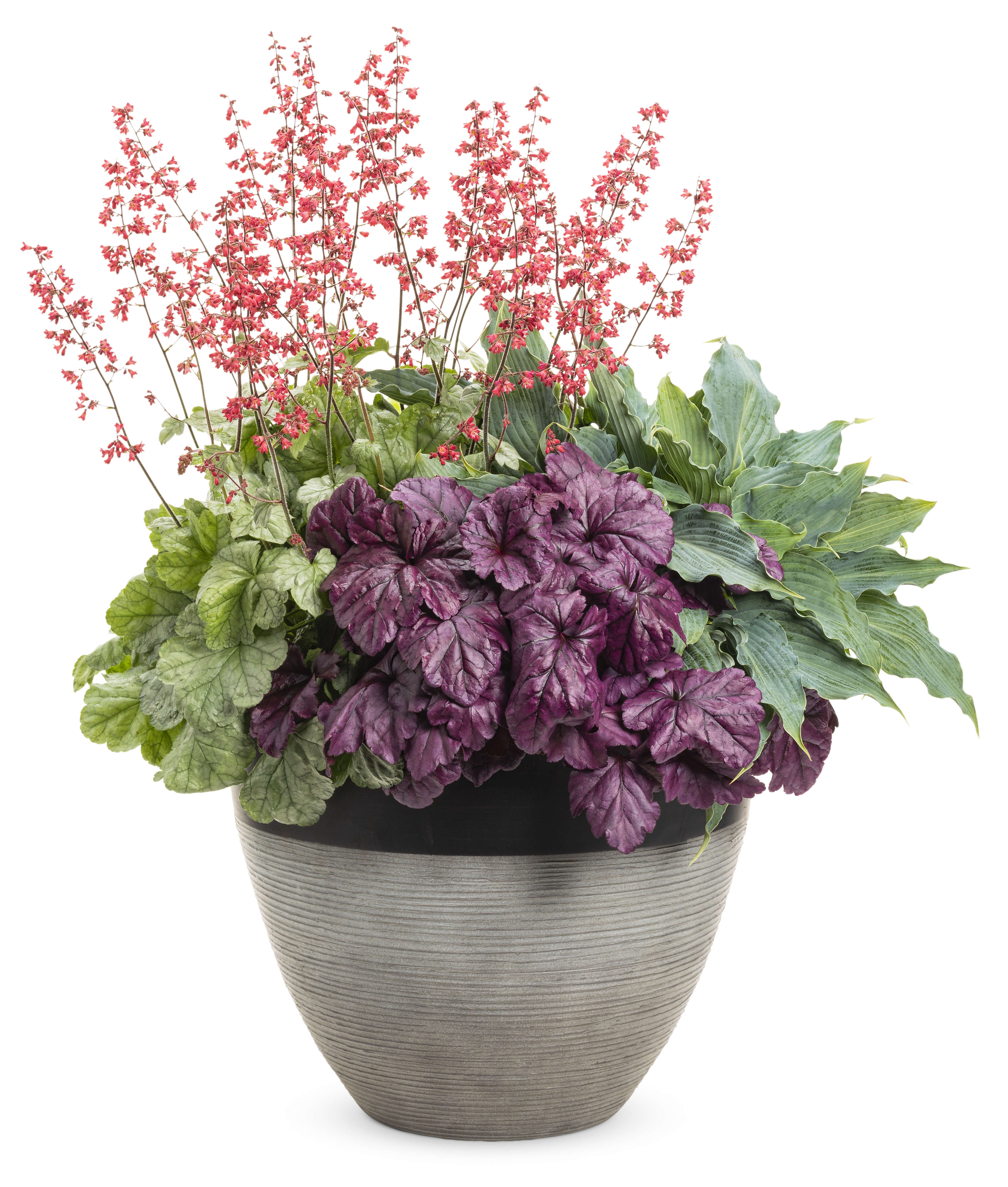 coral bells in containers