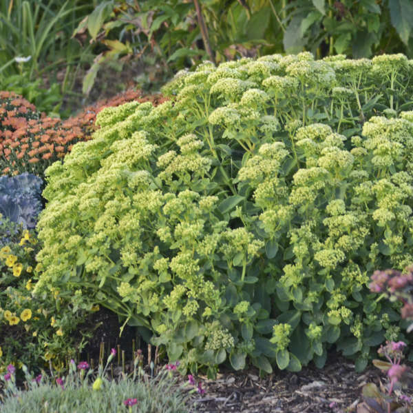 Perennial Geranium - The Perennial Gardener's Joy!