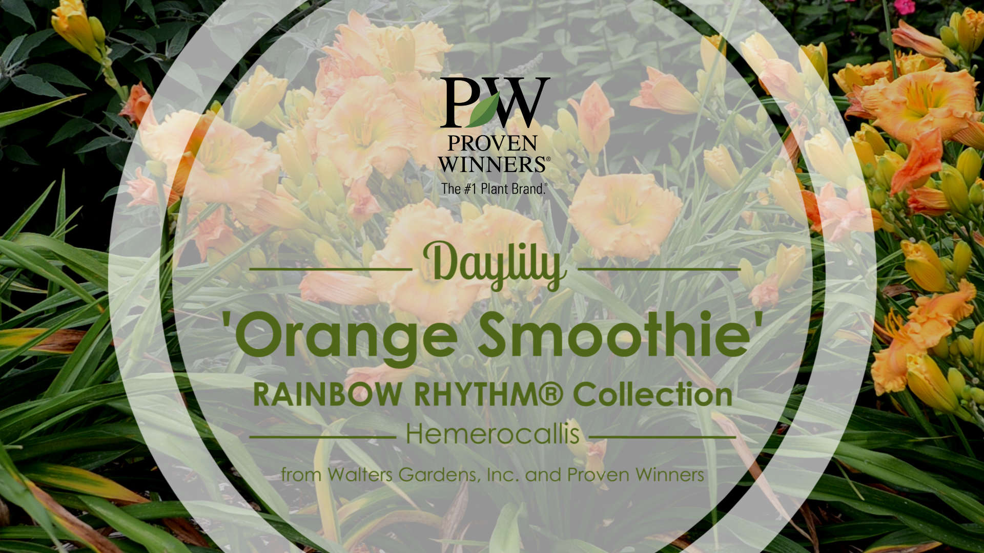 Hemerocallis 'Orange Smoothie' Daylily