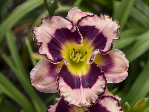 Premium Daylilies