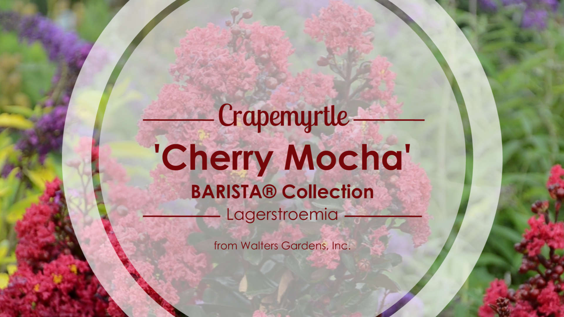 Lagerstroemia 'Cherry Mocha' Crapemyrtle
