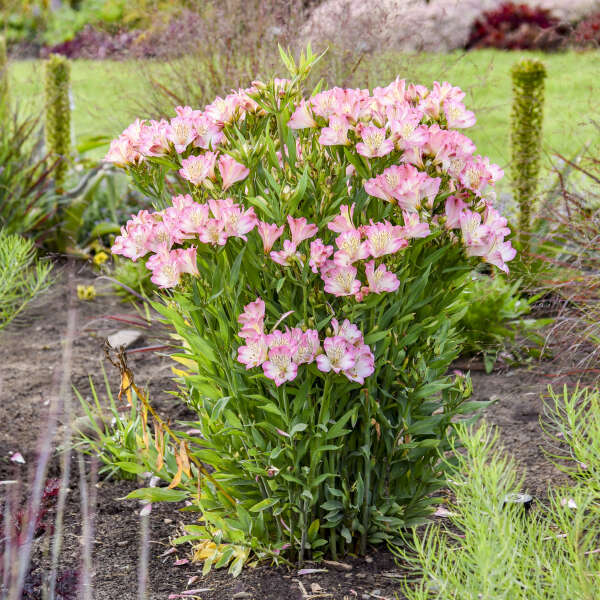 Summer Break <em>Alstroemeria</em>