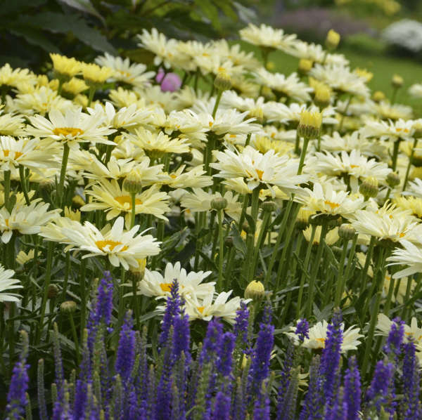 16 White Flowering Perennials For Every Landscape - Gardening