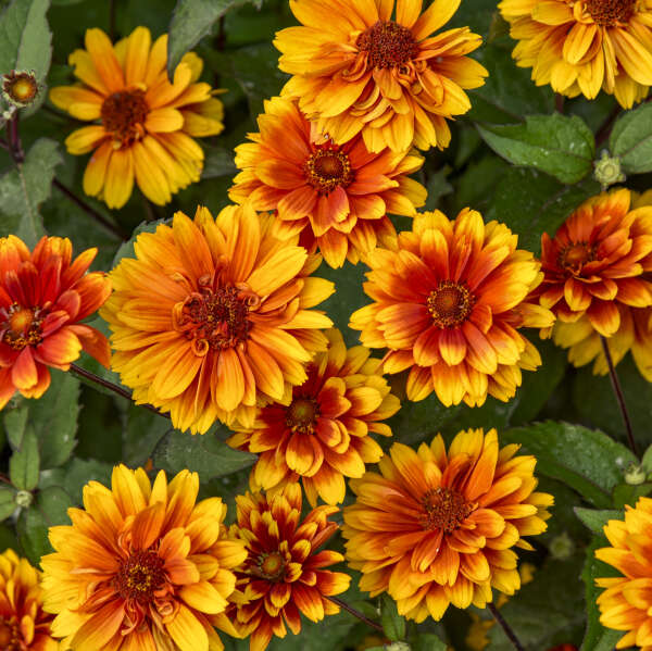 Upcoming Proven Winners&reg; Perennials for 2026-2027