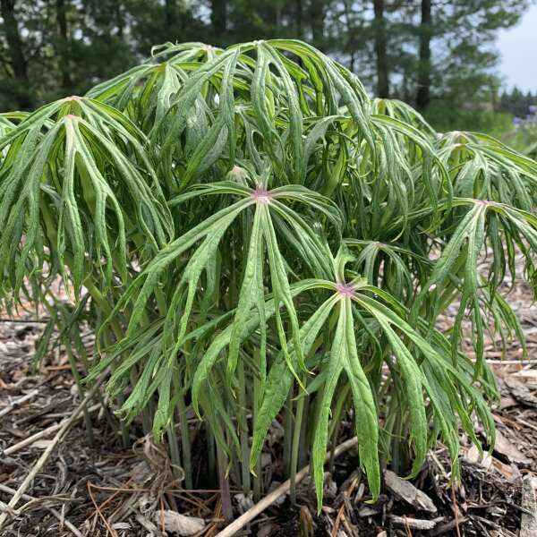 <em>Syneilesis aconitifolia</em> (Shredded Umbrella Plant)