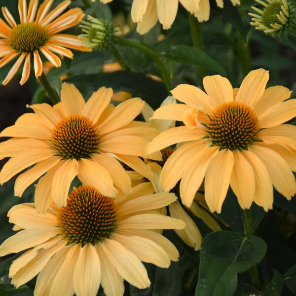 COLOR CODED® 'One in a Melon' <em>Echinacea</em>