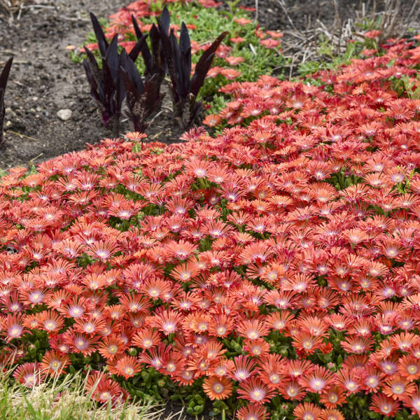 KALEIDOSCOPE™ 'Dancing Embers' <em>Delosperma</em>