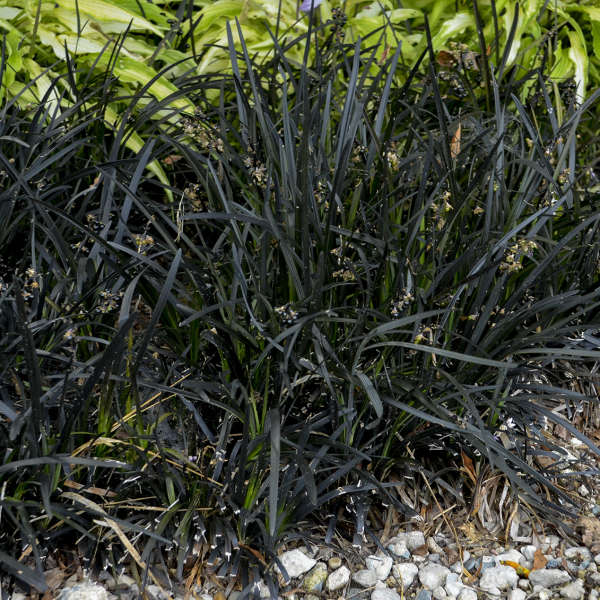 Ophiopogon (Black Mondo Grass)