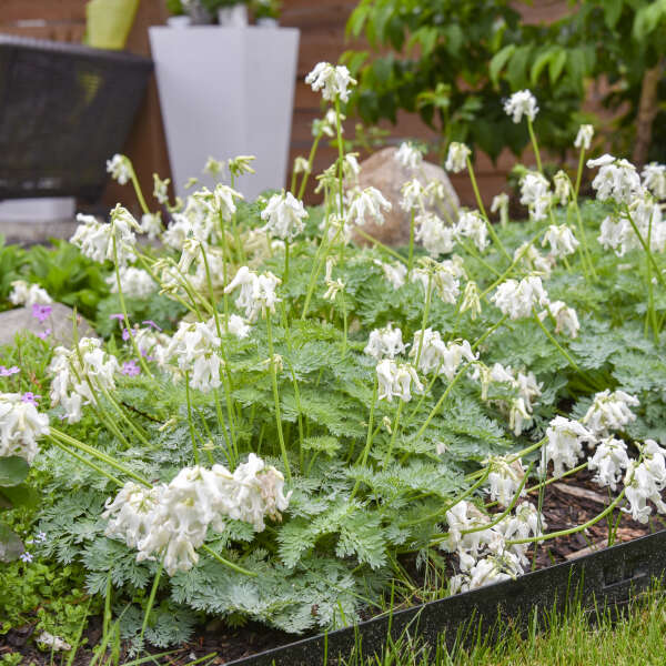 'White Diamonds' <em>Dicentra</em>