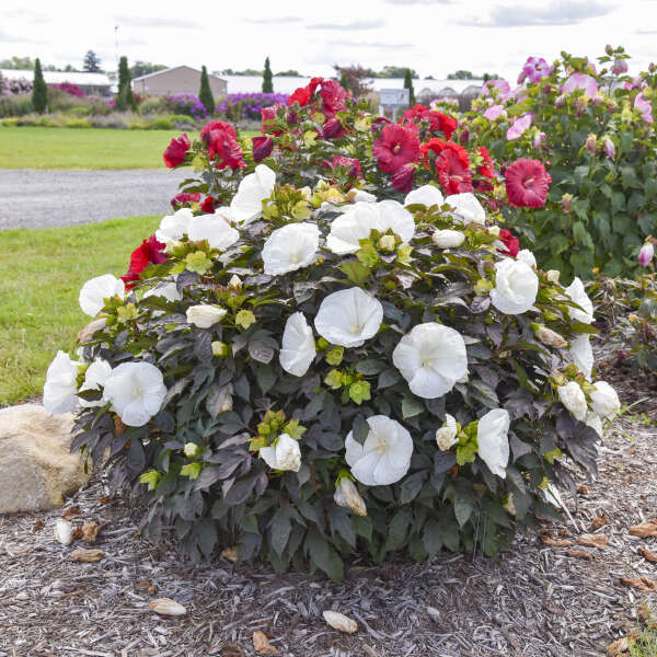 SUMMERIFIC® 'Cookies and Cream' <em>Hibiscus</em>