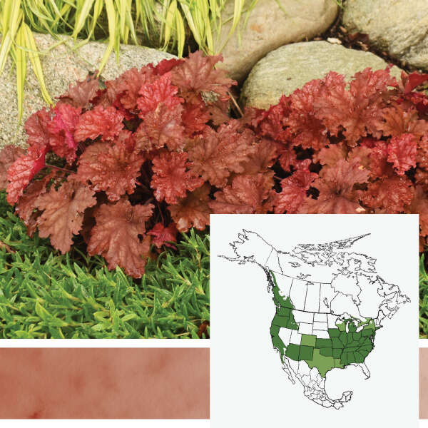 PRIMO&reg; <em.Heuchera</em>