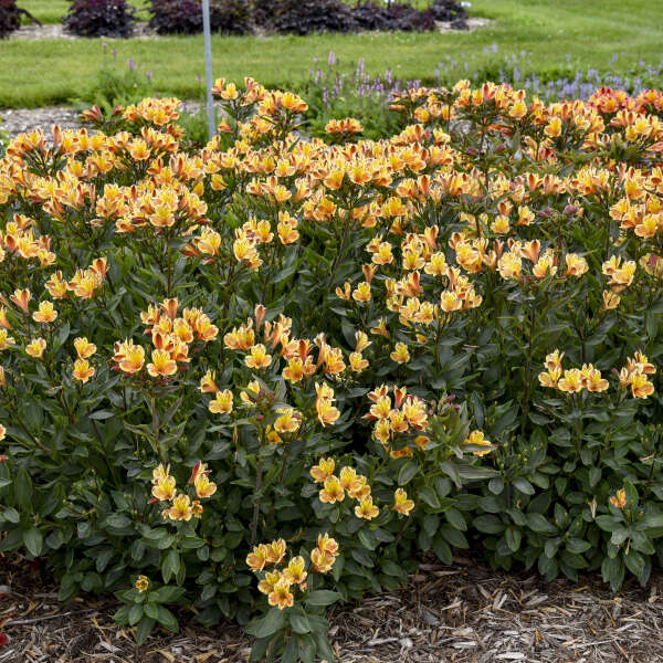 Summer Breeze <em>Alstroemeria</em>