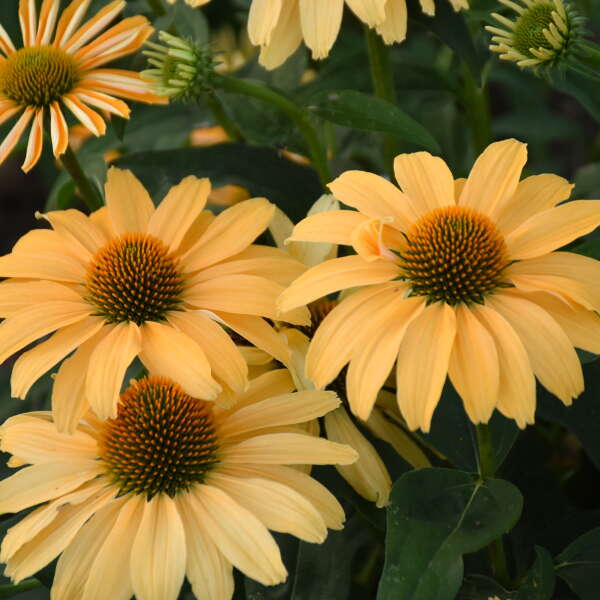 <em>Echinacea</em> COLOR CODED® 'One in a Melon'