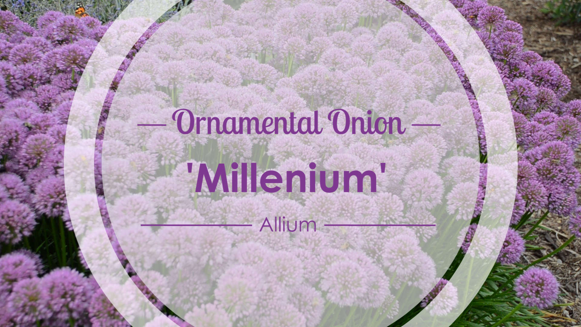 Allium 'Millenium' Ornamental Onion