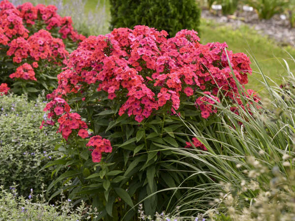 Floral Lace™ Violet Picotee Dianthus