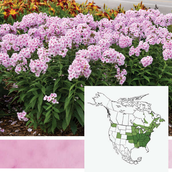 LUMINARY&reg; <em>Phlox paniculata</em>