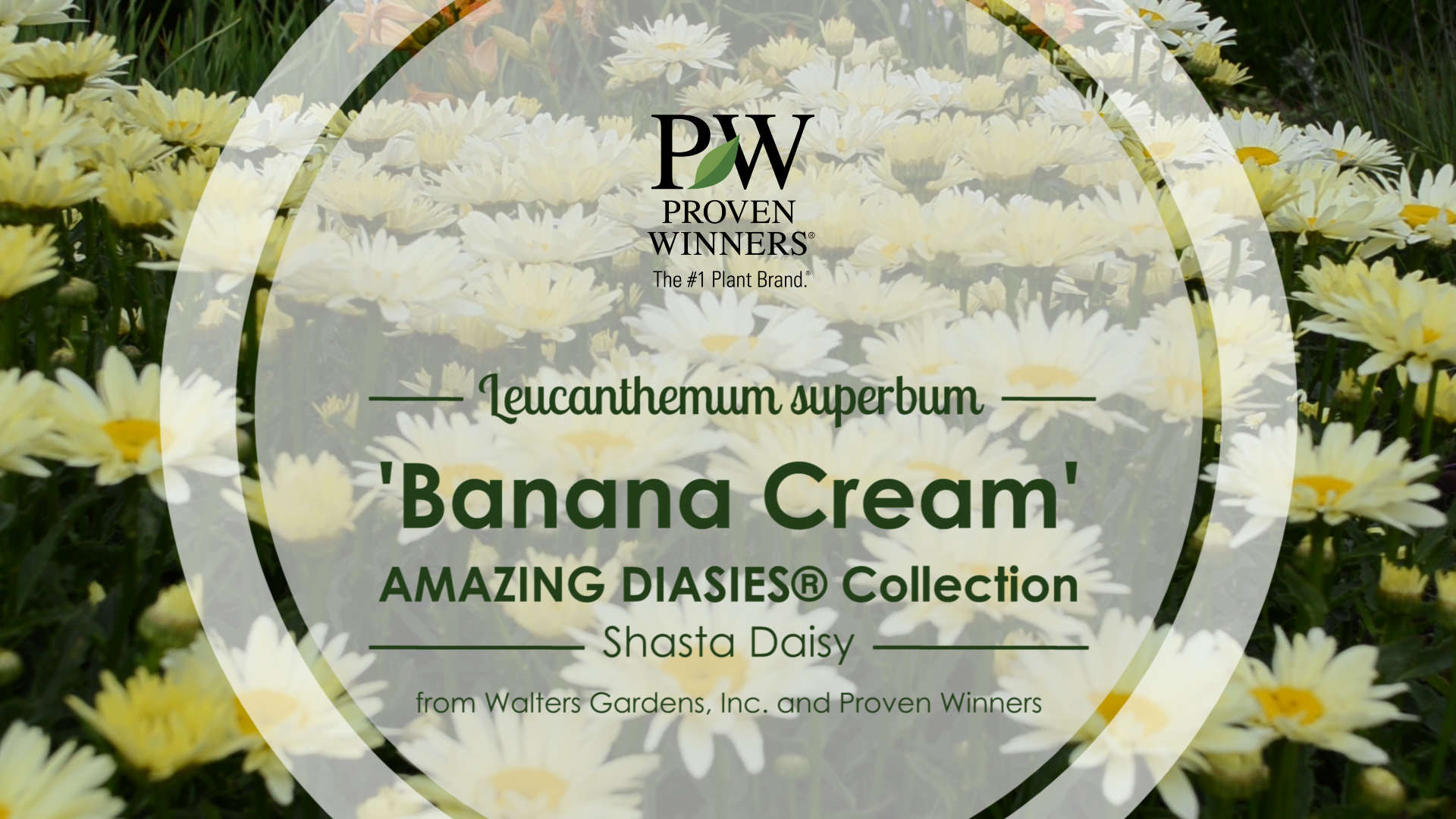 Leucanthemum 'Banana Cream' Shasta Daisy