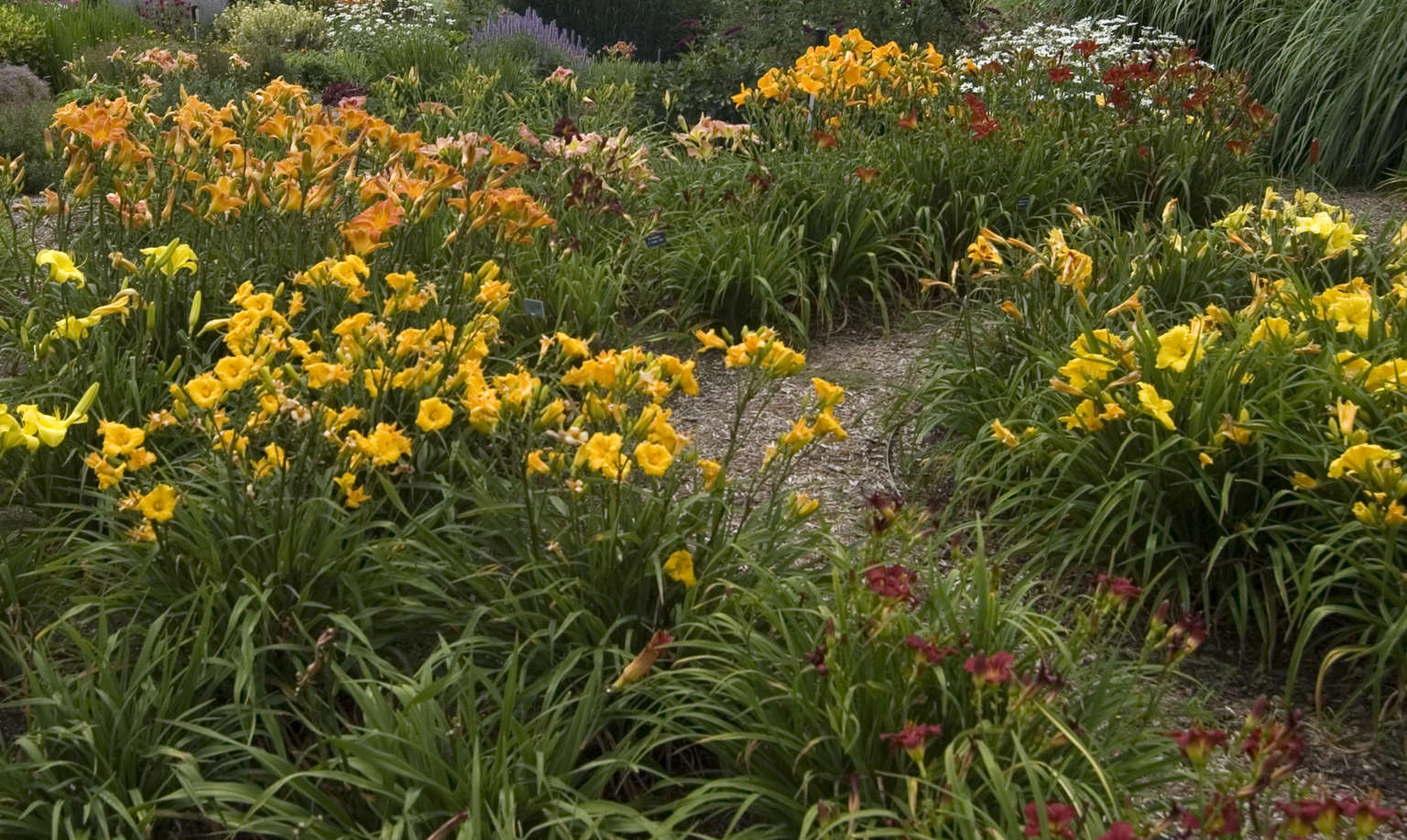 Hemerocallis companion plants