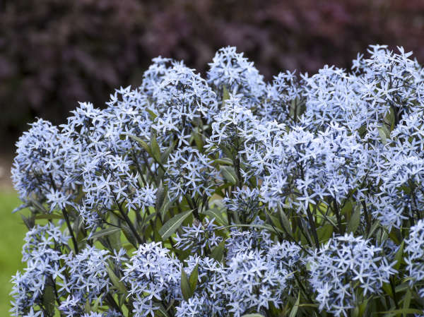 17 Blue Perennials