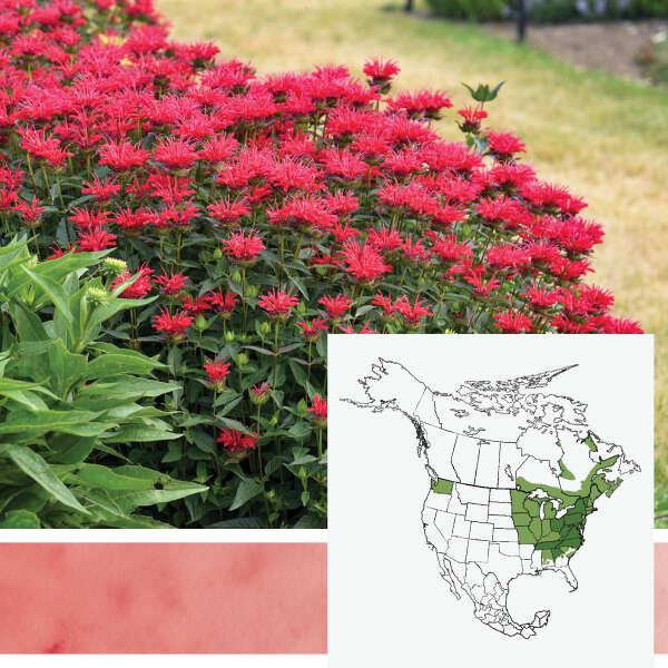 UPSCALE&reg; <em>Monarda</em>