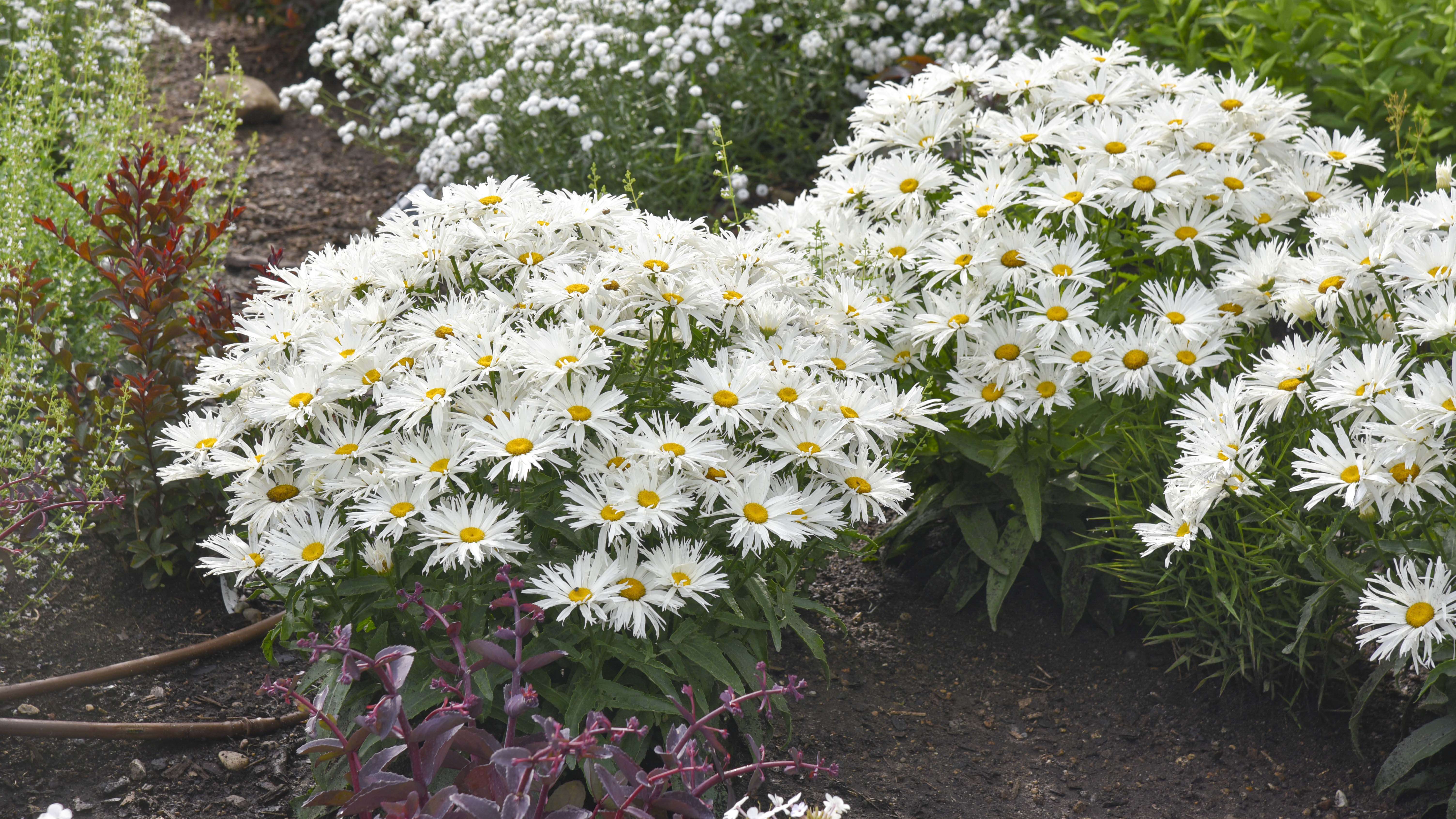 Shasta Daisy Varieties Side by Side