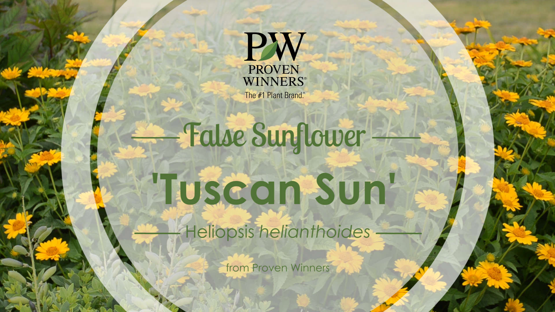 Heliopsis 'Tuscan Sun' False Sunflower