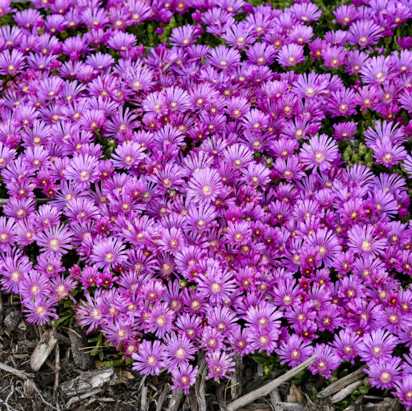 KALEIDOSCOPE™ 'Orchid Flash' <em>Delosperma</em>