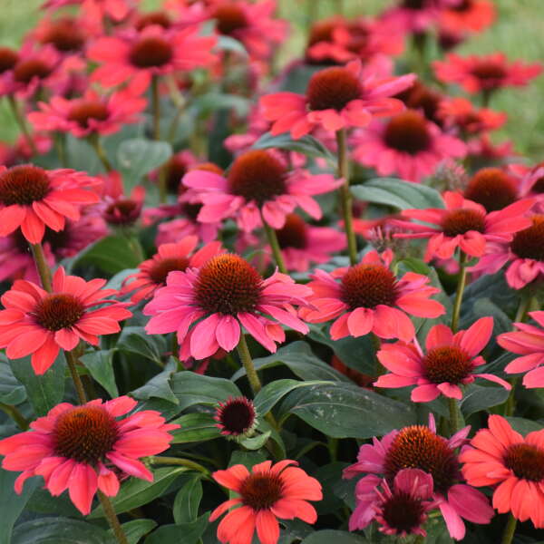 COLOR CODED® 'Knock 'em Red' <em>Echinacea</em>