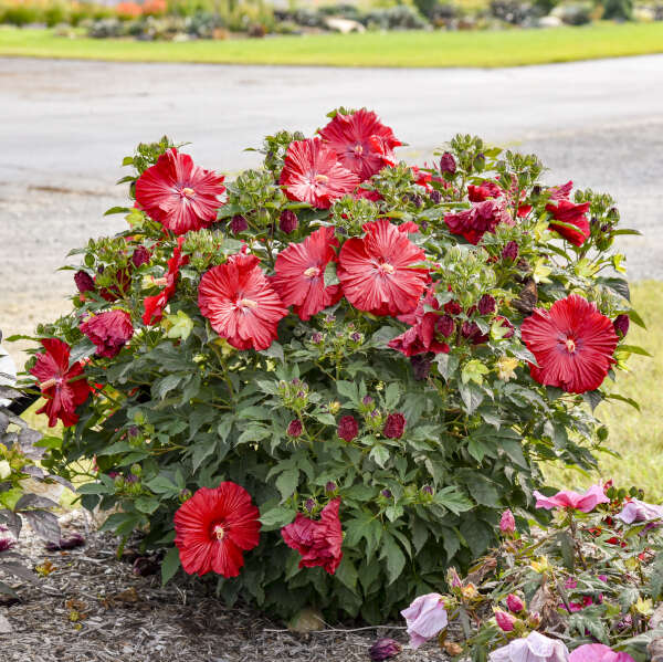 SUMMERIFIC® 'Garnet Globes' <em>Hibiscus</em>