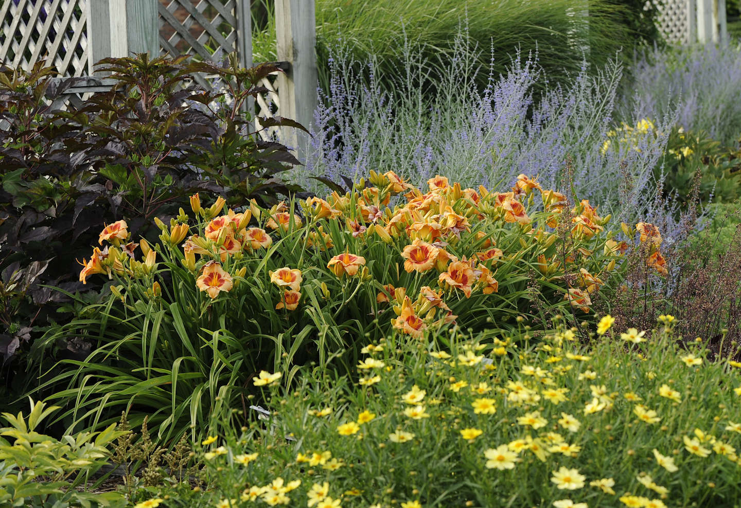 Designing with Daylilies | Walters Gardens, Inc.