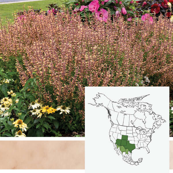 MEANT TO BEE&reg; <em>Agastache</em>