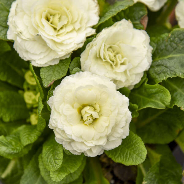 BOUQUET PERFECT™ 'Spearmint' <em>Primula vulgaris</em>