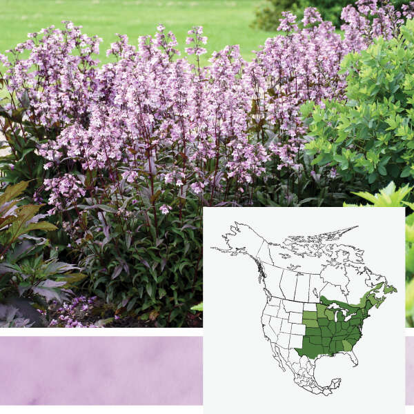 'Midnight Masquerade' <em>Penstemon</em>