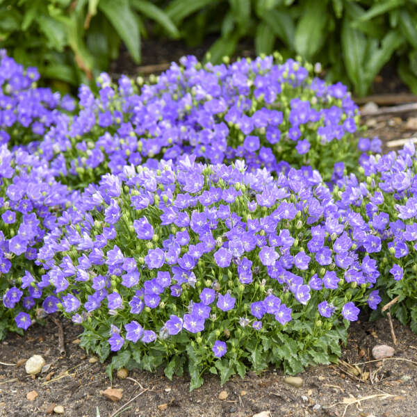 MINI MARVELS™ 'Midnight' <em>Campanula carpatica</em>