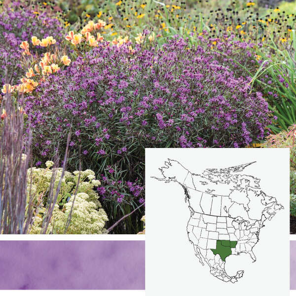 'Prairie Princess' <em>Vernonia</em>