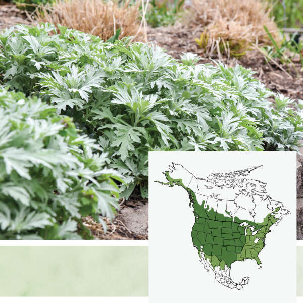 'Silver Lining' <em>Artemisia</em>